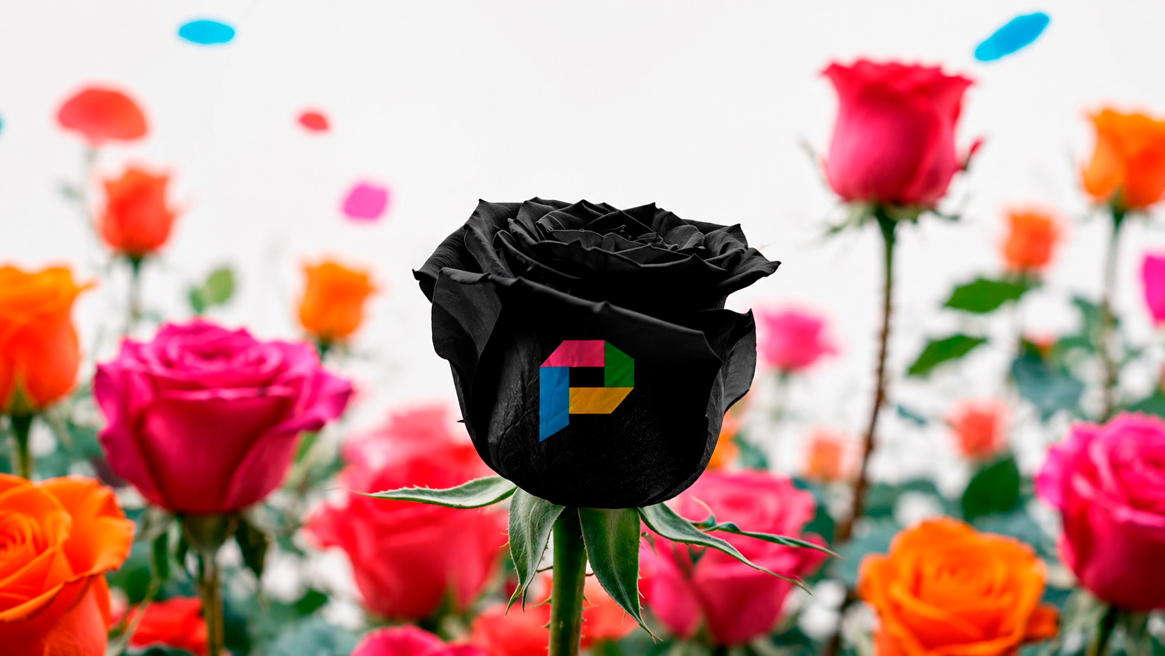 Rosa negra Publimpacto dentro de un campo de color